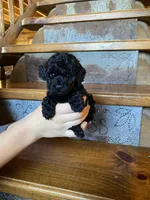 Rosie, a female Poodle - Miniature  for sale in Rockville, IN – Photo 4 of 6