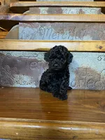Rosie, a female Poodle - Miniature  for sale in Rockville, IN – Photo 1 of 6