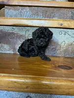 Rosie, a female Poodle - Miniature  for sale in Rockville, IN – Photo 6 of 6