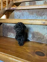 Rosie, a female Poodle - Miniature  for sale in Rockville, IN – Photo 3 of 6