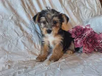 Trixie, a female Yorkshire Terrier for sale in Crawfordsville, IN – 5 of 8