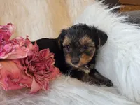 Tianna, a female Yorkshire Terrier for sale in Crawfordsville, IN – 3 of 8