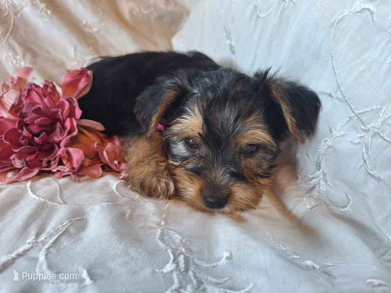 Tootsie – Yorkshire Terrier puppy for sale in Crawfordsville, IN