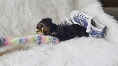 Cherish, a female Yorkshire Terrier for sale in Crawfordsville, IN – 5 of 6