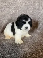 Oreo, a male Shihpoo for sale in Rockville, IN – Photo 3 of 3