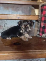 Minnie CKC 5lb, a female Yorkshire Terrier for sale in Crawfordsville, IN – Photo 8 of 8