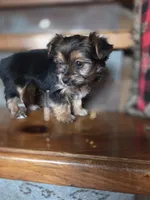 Minnie CKC 5lb, a female Yorkshire Terrier for sale in Crawfordsville, IN – Photo 7 of 8