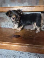 Minnie CKC 5lb, a female Yorkshire Terrier for sale in Crawfordsville, IN – Photo 6 of 8