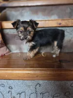 Minnie CKC 5lb, a female Yorkshire Terrier for sale in Crawfordsville, IN – Photo 4 of 8
