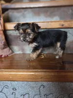 Minnie CKC 5lb, a female Yorkshire Terrier for sale in Crawfordsville, IN – Photo 3 of 8