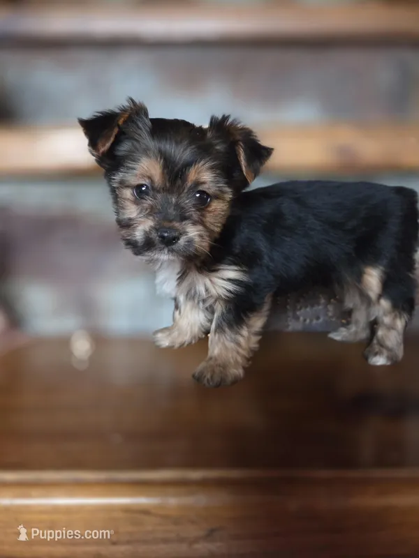 Minnie CKC 5lb – Yorkshire Terrier puppy for sale in Crawfordsville, IN