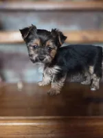 Minnie CKC 5lb, a female Yorkshire Terrier for sale in Crawfordsville, IN – Photo 1 of 8