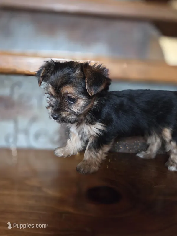 Minnie CKC 5lb – Yorkshire Terrier puppy for sale in Crawfordsville, IN