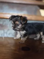 Minnie CKC 5lb, a female Yorkshire Terrier for sale in Crawfordsville, IN – Photo 2 of 8