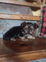 Minnie CKC 5lb, a female Yorkshire Terrier for sale in Crawfordsville, IN – Photo 5 of 8