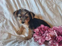 Trixie, a female Yorkshire Terrier for sale in Crawfordsville, IN – 7 of 8