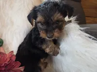 Tianna, a female Yorkshire Terrier for sale in Crawfordsville, IN – 6 of 8