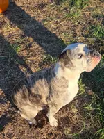 Ryder, a male English Bulldog and Olde English Bulldogge for sale in Rockville, IN – Photo 8 of 10