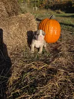 Ryder, a male English Bulldog and Olde English Bulldogge for sale in Rockville, IN – Photo 4 of 10