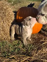 Ryder, a male English Bulldog and Olde English Bulldogge for sale in Rockville, IN – Photo 1 of 10