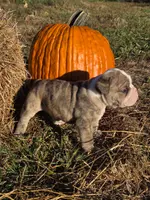 Ryder, a male English Bulldog and Olde English Bulldogge for sale in Rockville, IN – Photo 3 of 10