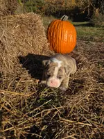 Ryder, a male English Bulldog and Olde English Bulldogge for sale in Rockville, IN – Photo 6 of 10