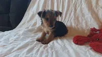 Tucker, a male Yorkshire Terrier for sale in Crawfordsville, IN – 3 of 10