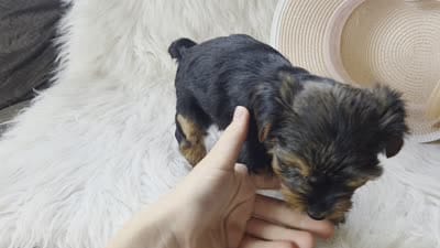 Cheyenne , a female Yorkshire Terrier for sale in Crawfordsville, IN – 6 of 7