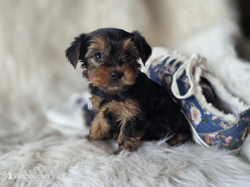 Cherish – Yorkshire Terrier puppy for sale in Crawfordsville, IN