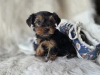 Cherish, a female Yorkshire Terrier for sale in Crawfordsville, IN – 1 of 6