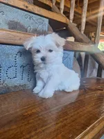 Clara, a female Maltese and Yorkshire Terrier for sale in Rockville, IN – Photo 2 of 6