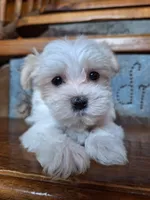 Clara, a female Maltese and Yorkshire Terrier for sale in Rockville, IN – Photo 3 of 6