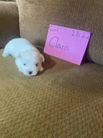 Clara, a female Maltese and Yorkshire Terrier for sale in Rockville, IN – Photo 4 of 6