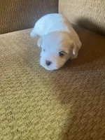 Clara, a female Maltese and Yorkshire Terrier for sale in Rockville, IN – Photo 5 of 6