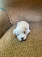 Clara, a female Maltese and Yorkshire Terrier for sale in Rockville, IN – Photo 6 of 6