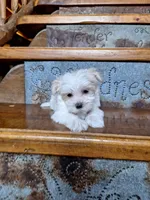 Clara, a female Maltese and Yorkshire Terrier for sale in Rockville, IN – Photo 1 of 6