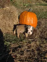 Rascal, a male English Bulldog and Olde English Bulldogge for sale in Rockville, IN – Photo 7 of 10
