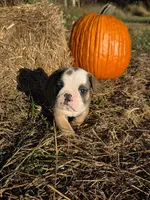 Rascal, a male English Bulldog and Olde English Bulldogge for sale in Rockville, IN – Photo 5 of 10