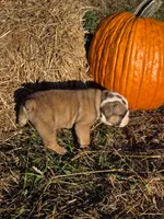 Rascal, a male English Bulldog and Olde English Bulldogge for sale in Rockville, IN – Photo 4 of 10