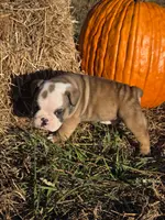 Rascal, a male English Bulldog and Olde English Bulldogge for sale in Rockville, IN – Photo 1 of 10