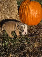 Rascal, a male English Bulldog and Olde English Bulldogge for sale in Rockville, IN – Photo 2 of 10