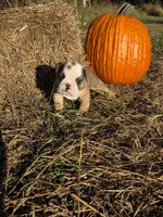 Rascal, a male English Bulldog and Olde English Bulldogge for sale in Rockville, IN – Photo 3 of 10