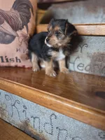 Molly CKC 8lb, a female Yorkshire Terrier for sale in Crawfordsville, IN – Photo 5 of 10