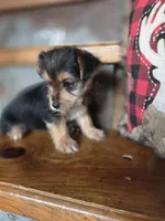 Molly CKC 8lb, a female Yorkshire Terrier for sale in Crawfordsville, IN – Photo 2 of 10