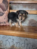 Molly CKC 8lb, a female Yorkshire Terrier for sale in Crawfordsville, IN – Photo 6 of 10