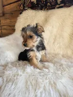 Molly SALE, a female Yorkshire Terrier for sale in Crawfordsville, IN – Photo 5 of 8