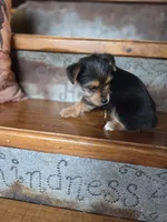 Molly CKC 8lb, a female Yorkshire Terrier for sale in Crawfordsville, IN – Photo 7 of 10