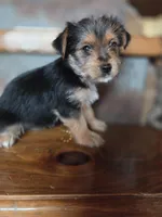 Molly CKC 8lb, a female Yorkshire Terrier for sale in Crawfordsville, IN – Photo 8 of 10