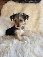 Molly SALE, a female Yorkshire Terrier for sale in Crawfordsville, IN – Photo 4 of 8