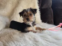 Molly SALE, a female Yorkshire Terrier for sale in Crawfordsville, IN – Photo 7 of 8